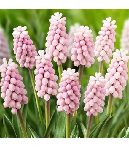 Amazon.co.jp: ムスカリ 球根 ホワイトマジック 10球入 : DIY・工具