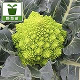 カリフラワー連山の苗2.5号ポット 4株セット[ロマネスコタイプ・ブロッコリー・珊瑚礁カリフラワー] ノーブランド品