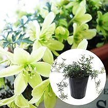 Amazon.co.jp: クレマチス 苗 常緑クレマチス 「 カートマニー ジョー