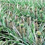 100 seeds/pack Fruits and vegetables seeds pineapple fruit corn seed yellow Red