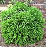 50pcs / Japan - Japanese cedar seed, divine woody plants bonsai seeds, potted tree plant, herb seeds