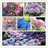 プロモーション！ホット販売アジサイ300PCS混合アジサイの種子花の庭の植物盆栽ガマズミmacrocephalumフォート送料無料