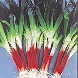 国華園　ネギ苗　赤ひげ葱　100本【※発送が国華園からの場合のみ正規品です】