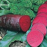 Dark Red Beetroot Cylindra Vegetables, 30 seeds, edible organic vegetables E3738
