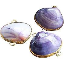 Amazon.co.jp: 【貝殻の問屋さん】貝殻の小物入れ タカラガイ