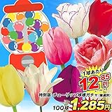 国華園 チューリップ 球根 ガチャ 100球1組【※発送が国華園からの場合のみ正規品です】
