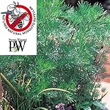 カよらず（サザンウッド）3号ポット6株セット[PW・蚊不寄] [虫除けのハーブの苗] ノーブランド品