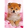 犬 柴犬 Iphone 640 960 壁紙 画像 スマポ 犬 柴犬 Iphone 640 960 壁紙 画像 スマポ