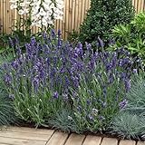 ☆宿根草 ハーブ イングリッシュラベンダー エレガンス パープル １株