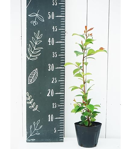 61Xf9eArXAL._AC_UL495_SR435,