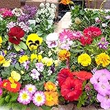 季節の花苗 24ポットセット / 国華園 24年春商品