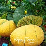 損失プロモーション！スウィートハミウリ種子フルーツ種子メロンジャンボメロン家宝多肉植物10 PCS /バッグ、＃のPT5K5D