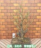 花芽いっぱいの寒梅 玉牡丹 １０号鉢(24×33cm陶器鉢)