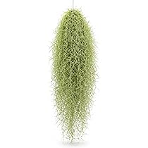 Amazon｜特大サイズのウスネオイデス スパニッシュモス 中葉 50～60cm