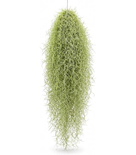 ドロソフィルム　超大株 Amazon｜ドロソフィルム ルシタニクム 7.5cmスリット植え 2株｜観葉