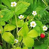 【宿根草】ワイルドストロベリー「ゴールデンアレキサンドリア」