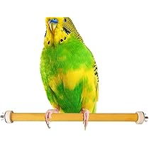 Amazon | オウム用の木の鳥とまり木 | 天然木インコの枝の足研ぎ棒