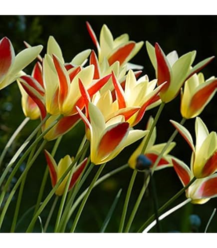 Amazon | はなみどり 原種系ミニチューリップ ブライトジェム