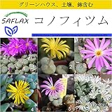 SAFLAX - 鉢植えセット - コノフィツム - 40 個の種。- ミニプラスチックグリーンハウス、鉢植え用土壌、鉢×2個を含みます - Conophytum Mix