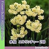 ◇八重咲き芳香スイセン 【人気の球根】 水仙・エルリッチャー２球