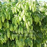 プロモーション！ホップ - - 種子 - あなた自身のビール今日植物フォーム根茎を醸造50個の種子/ホットパック