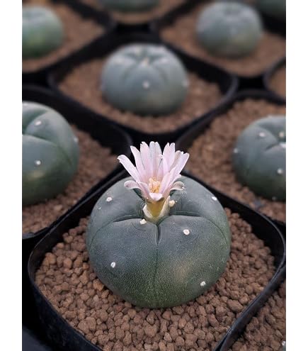Amazon｜サボテン ロフォフォラ 烏羽玉 S｜観葉植物 オンライン通販