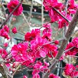 花梅[ハナウメ]：鹿児島紅（カゴシマベニ）接木苗4～5号ポット[紅花の八重咲き品種]