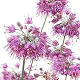 (山野草)ヤマラッキョウ 2.5号(1ポット) 家庭菜園 本州・四国限定[生体]