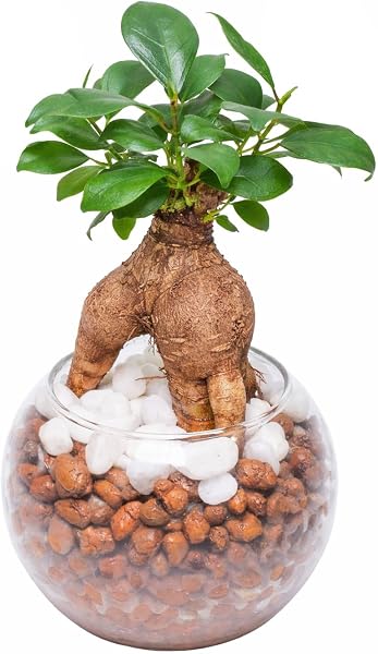 ガジュマル (多幸の木/金のなる木) 観葉植物 【初心者でも簡単に育てられる】 ハイドロカルチャー ミニ がじゅまる 【 虫が湧きにくくお手入れ簡単 】 本物 植物 [ miipas （ ミィパス ） ]