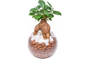 ガジュマル (多幸の木/金のなる木) 観葉植物 【初心者でも簡単に育てられる】…