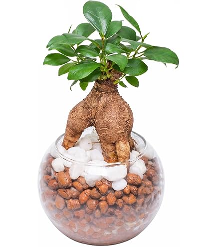 ユーフォルビア　レシニフェラ　鉢付き ユーフォルビア レシニフェラ / Euphorbia resinifera no.4300