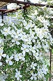 花の大和 7.5cmポット苗 クレマチス品種おまかせ 4種4株 [2月中旬頃よりお届け開始]