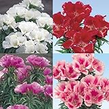 国華園　ケース花苗 切花向きゴデチアミックス(無選別) 48株【※発送が国華園からの場合のみ正規品です】