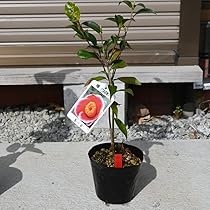 椿 楽天市場】【現品発送】西洋椿（セイヨウツバキ）アドルフ