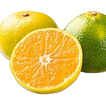 みかんページ ショップ ｜森本農園 | 多彩で高品質の完熟のみかんをお届け！