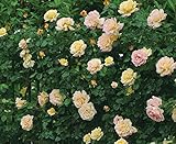 バラ苗 つるピース 国産新苗植え替え6号スリット鉢 つるバラ(CL) 一季咲き大輪　黄色系