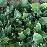 トキワナルコユリ3号ポット 2株セット[冬も青々！マイナス10度までＯＫの鳴子百合] ノーブランド品