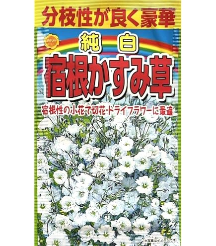 Amazon.co.jp: ks59 花の種 毎年咲く 宿根八重咲きかすみ草40粒 多年草