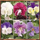 国華園　花苗 ビオラ ぞうさんビオラミックス 6株【※発送が国華園からの場合のみ正規品です】