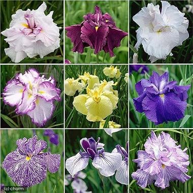 (ビオトープ/水辺植物)おまかせ花菖蒲(5ポット) 本州・四国限定[生体]