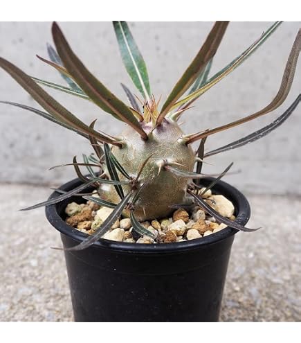 Amazon｜塊根植物 ドルステニア ラブラニー オス株（大株）鉢植え