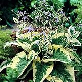 【宿根草】ブルンネラ「ハズペン・クリーム」