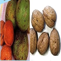 鬼クルミ苗木　大中小10本セット　山葡萄苗木 鬼クルミ苗木 大中小10本セット 山葡萄苗木 鬼クルミ苗木 大中小10