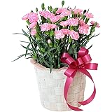 【母の日ギフト 2024年】 花キューピット プレゼント カーネーション 花 女性 お母さん ママ 母 誕生日 40代50代60代70代80代 カーネーション鉢（ピンク） mt01az-521300［5月8日−12日お届け]