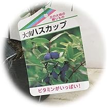 Amazon | ハスカップ 苗木 優良系ハスカップ 12cmポット苗