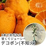 【5本セット】 デコポン（不知火） 樹高0.5m前後 15cmポット 苗木 1年生 デコポンの木 しらぬい 接ぎ木 苗 柑橘 素掘りポット苗 果樹苗 果樹 果樹園用 植木 木