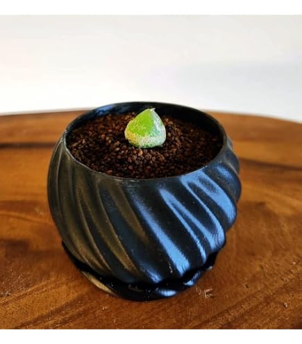 Amazon｜多肉植物コノフィツム パゲアエ セット｜観葉植物 オンライン通販