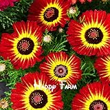 鉢植え花の種、菊の種子、ホーム＆ガーデン、100粒/袋のためのSemillasデフローレスの苗