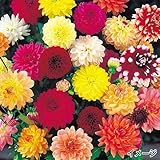 国華園　春植え球根　お買い得ダリアミックス　10球【※発送が国華園からの場合のみ正規品です】