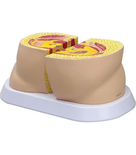 Amazon.co.jp: 【病院食】脂肪模型/筋肉模型対比セット アクリルケース